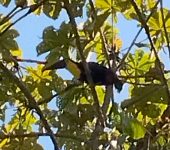 Ramphastos ambiguus (Tucán diostedé) - Yellow-throated Toucan