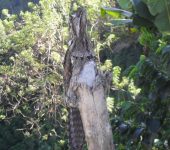 Nyctibiidae Nyctibius griseus (Caprimulgiformes, Nyctibiidae)