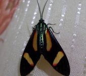 Arctiinae Cyanopepla sp. (Lepidoptera, Erebidae, Arctiinae)