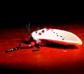 Megalopygidae