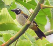 Saltador alinegro / Black-winged Saltator / Saltator atripennis (Passeriformes, Thraupidae). Fotografía: Sebastián Berrío