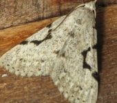 Scolecocampinae Herminodes concatenalis (Lepidoptera, Erebidae, Scolecocampinae) - Bioexploradores