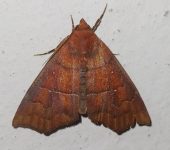 Scoliopteryginae Anomis sp. 1 (Lepidoptera, Erebidae) - Bioexploradores