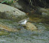 Playeros - familia Scolopacidae - Bioexploradores
