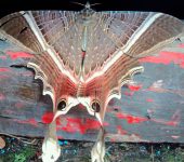 Sematuridae Mania lunus (Lepidoptera, Sematuridae)