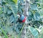 Compás (Semnornis ramphastinus) - Toucan Barbet