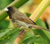 Semillero capuchino / Yellow-bellied Seedeater / Sporophila nigricollis (Passeriformes, Thraupidae). Fotografía: Sebastián Berrío