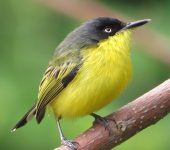 Todirostrum cinereum Espatulilla común / Common Tody-Flycatcher / Todirostrum cinereum (Passeriformes, Tyrannidae). Fotografía: Sebastián Berrío