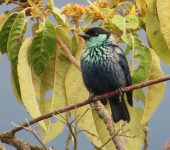 Tangara capirotada / Black-capped Tanager / Stilpnia heinei (Passeriformes, Thraupidae). Fotografía: Sebastián Berrío