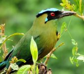 Momotus aequatorialis (Coraciiformes, Momotidae)