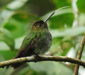 Haplophaedia aurealiae Calzadito verdoso / Greenish Puffleg / Haplophaedia aureliae (Caprimulgiformes, Trochilidae). Fotografía: Yojany Monsalve