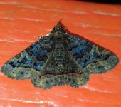 Erebinae Zale sp. (Erebidae, Erebinae, Omopterini)