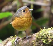 Grallaricula nana Tororoi enano / Slaty-crowned Antpitta / Grallaricula nana (Passeriformes, Grallariidae). Fotografía: Jorge Cano