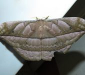 Copaxa sp. (Lepidoptera, Saturniidae, Saturniinae). Fotografía: Sebastián Berrío