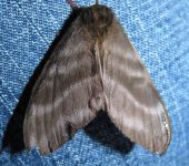 Hylesia sp. 2 (Lepidoptera, Saturniidae, Hemileucinae). Fotografía: Sebastián Berrío