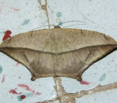 Prochoerodes sp. (Lepidoptera, Geometridae, Ennominae). Fotografía: Sebastián Berrío