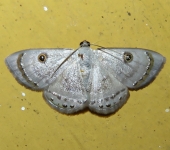 Argyrotome melae (Lepidoptera, Geometridae, Ennominae). Fotografía: Sebastián Berrío