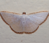 Leuciris sp. (Lepidoptera, Geometridae, Ennominae). Fotografía: Sebastián Berrío
