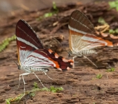 Erateina sp. (Lepidoptera, Geometridae, Larentiinae). Fotografía: Sebastián Berrío