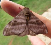 Hylesia sp. 1 (Lepidoptera, Saturniidae, Hemileucinae). Fotografía: Sebastián Berrío