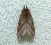 Hylesia sp. 3 (Lepidoptera, Saturniidae, Hemileucinae). Fotografía: Sebastián Berrío