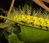 Automeris sp. 4 / Barbarindio - Oruga (Lepidoptera, Saturniidae, Hemileucinae). Fotografía: Sebastián Berrío