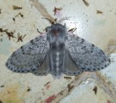 Artace sp. (Lepidoptera, Lasiocampidae, Poecilocampinae). Fotografía: Sebastián Berrío