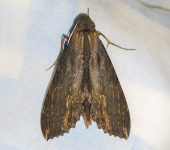 Erinnyis alope / Alope Sphinx (Lepidoptera, Sphingidae, Macroglossinae). Fotografía: Sebastián Berrío