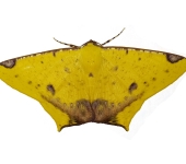 Nepheloleuca sp. (Lepidoptera, Geometridae, Ennominae). Fotografía: Sebastián Berrío