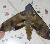 Pachylia ficus / Esfinge de la higuera / Fig Sphinx Moth (Lepidoptera, Sphingidae, Macroglossinae). Fotografía: Sebastián Berrío