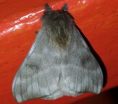 Hylesia sp. 4 (Lepidoptera, Saturniidae, Hemileucinae). Fotografía: Sebastián Berrío