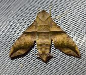 Perigonia ilus (Lepidoptera, Sphingidae, Macroglossinae). Fotografía: Sebastián Berrío