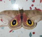 Automeris zugana (Lepidoptera, Saturniidae, Hemileucinae). Fotografía: Sebastián Berrío