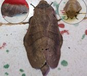 Prorifrons sp. (Lepidoptera, Lasiocampidae, Lasiocampinae). Fotografía: Sebastián Berrío