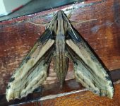 Xylophanes guianensis (Lepidoptera, Sphingidae, Macroglossinae). Fotografía: Sebastián Berrío