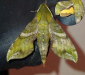 Xylophanes pluto / Pluto Sphinx (Lepidoptera, Sphingidae, Macroglossinae). Fotografía: Sebastián Berrío