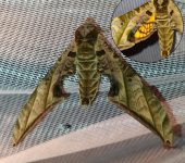Protambulyx euryalus / Andean Marbled Hawkmoth (Lepidoptera, Sphingidae, Smerinthinae). Fotografía: Sebastián Berrío