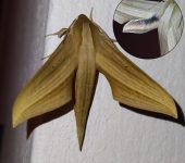 Xylophanes loelia / Esfinge esculpida / Sculpted Sphinx (Lepidoptera, Sphingidae, Macroglossinae). Fotografía: Sebastián Berrío