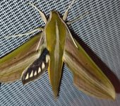Xylophanes resta (Lepidoptera, Sphingidae, Macroglossinae). Fotografía: Sebastián Berrío