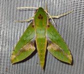 Xylophanes chiron / Leafy Sphinx (Lepidoptera, Sphingidae, Macroglossinae). Fotografía: Sebastián Berrío