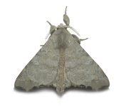 Olceclostera sp. (Lepidoptera, Apatelodidae, Apatelodinae). Fotografía: Sebastián Berrío