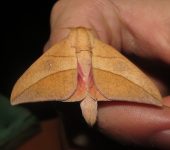 Adeloneivaia sp. 1 (Lepidoptera, Saturniidae, Ceratocampinae). Fotografía: Sebastián Berrío