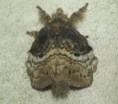 Euglyphis sp. 4 (Lepidoptera, Lasiocampidae, Poecilocampinae). Fotografía: Sebastián Berrío