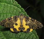 Pantherodes sp. / Polilla leopardo / Leopard Moth (Lepidoptera, Geometridae, Ennominae). Fotografía: Sebastián Berrío