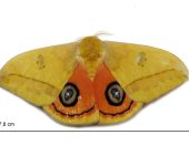Automeris jucunda (Lepidoptera, Saturniidae, Hemileucinae). Fotografía: Sebastián Berrío