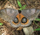 Automeris sp. 3 (Lepidoptera, Saturniidae, Hemileucinae). Fotografía: Sebastián Berrío