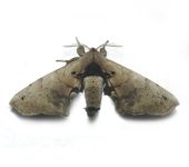Apatelodes sp. (Lepidoptera, Apatelodidae, Apatelodinae). Fotografía: Sebastián Berrío