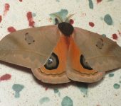 Automeris sp. 2 (Lepidoptera, Saturniidae, Hemileucinae). Fotografía: Sebastián Berrío