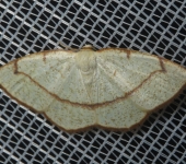 Microxydia sp. (Lepidoptera, Geometridae, Ennominae). Fotografía: Sebastián Berrío