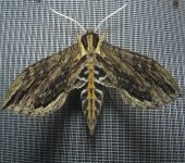 Lintneria merops (Lepidoptera, Sphingidae, Sphinginae). Fotografía: Sebastián Berrío